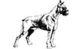 Собаки